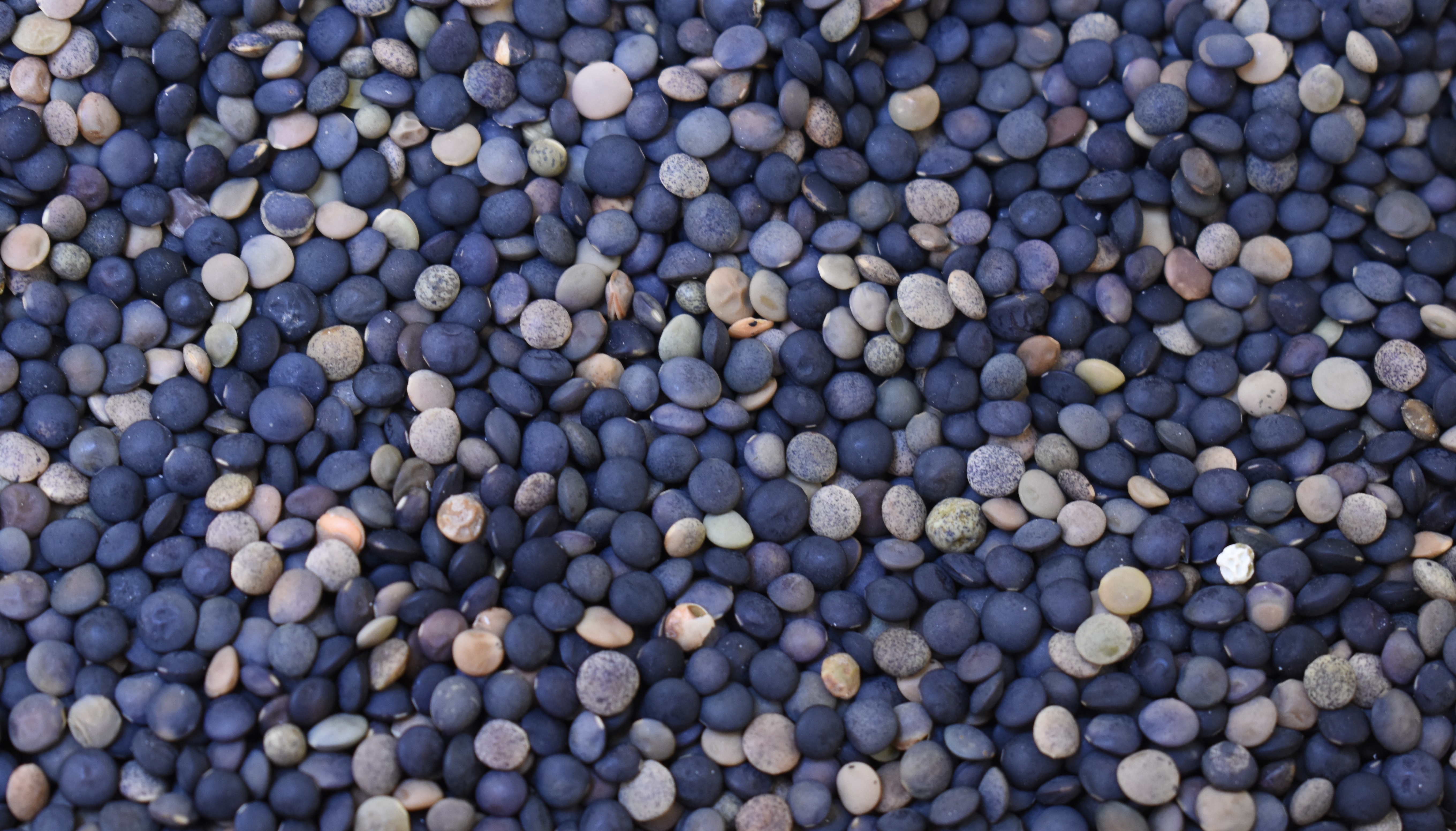 Organic Beluga Lentils