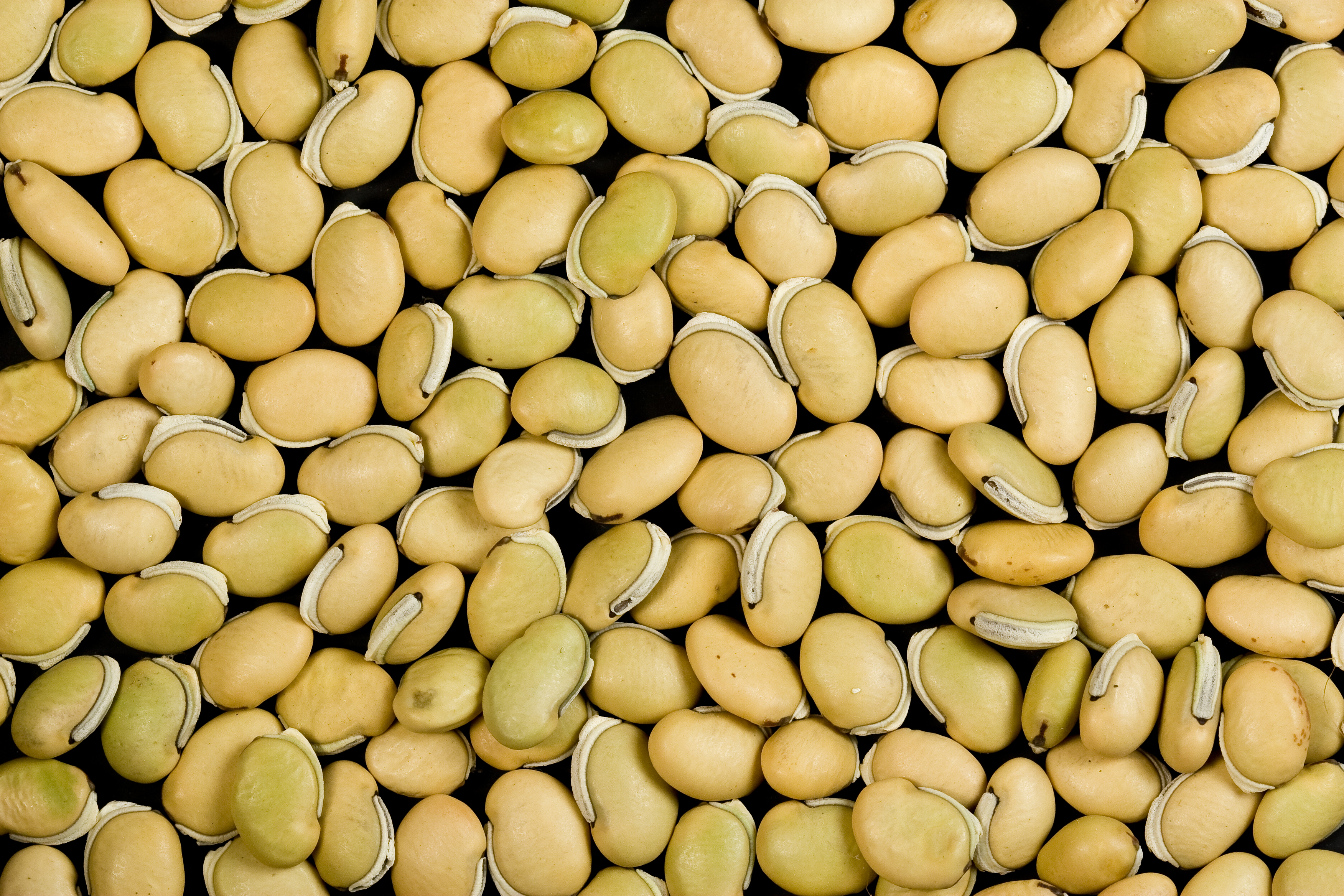 Organic Navy Beans