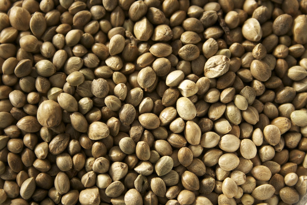 Organic Hemp Seeds